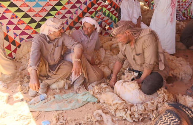 محافظة مطروح تحتفل بموسم "الجلامة".. تقاليد بدوية في جز صوف الأغنام