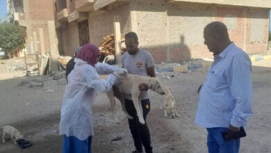 تحصين 44 كلبًا حرًا ضد السعار بمحيط معبد الكرنك وطريق الكباش بالأقصر