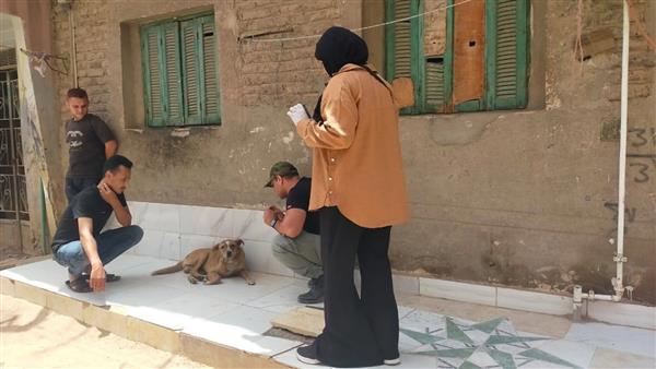الطب البيطري بالقليوبية يكافح السعار ويعالج الكلاب الحرة بشبين القناطر