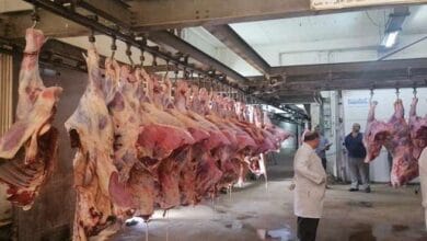 فتح المجازر الحكومية بالقاهرة مجانًا لاستقبال أضاحي المواطنين طوال أيام العيد