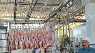 الأوقاف تواصل تنفيذ مشروع صكوك الأضاحي بالمجازر المعتمدة لضمان وصول اللحوم للأسر الأولى بالرعاية