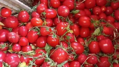 التموين: طرح كميات كبيرة من الطماطم بالمجمعات الاستهلاكية بسعر 20 جنيهًا للكيلو