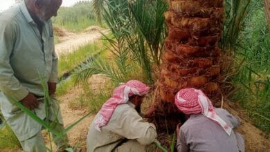 مكافحة سوسة النخيل الحمراء تستهدف 1000 نخلة في واحة سيوة