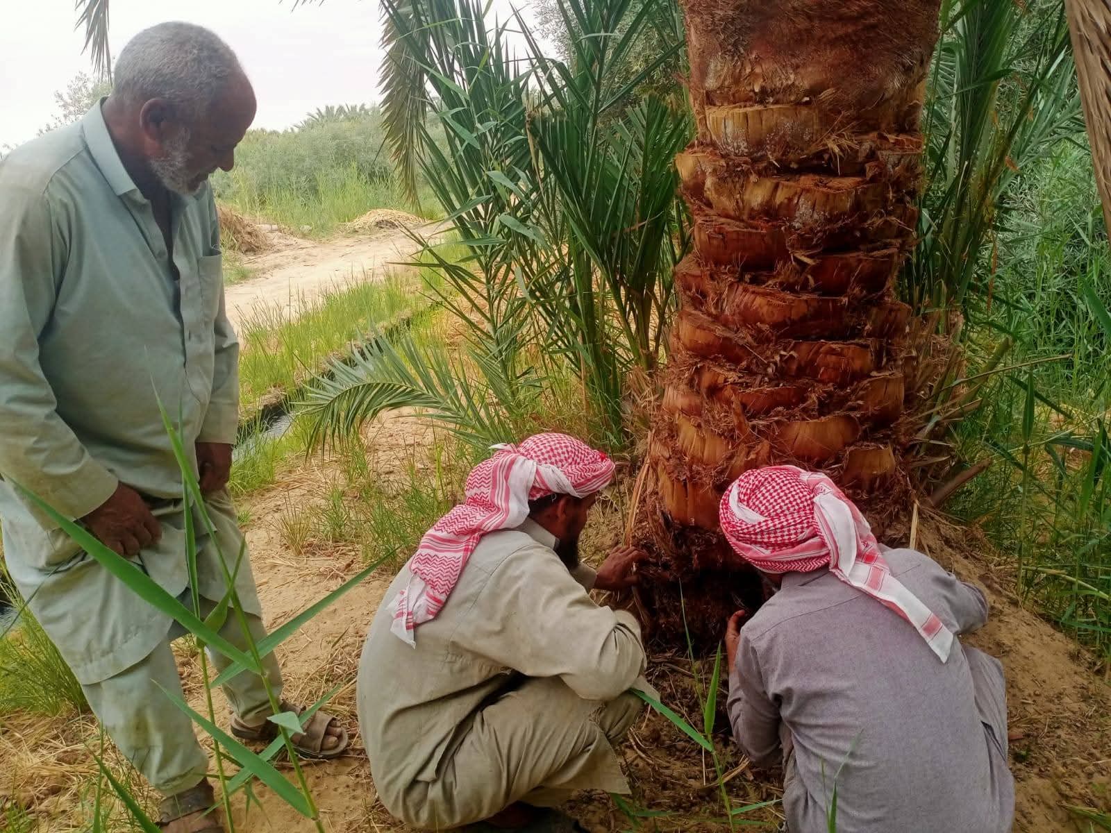 مكافحة سوسة النخيل الحمراء تستهدف 1000 نخلة في واحة سيوة